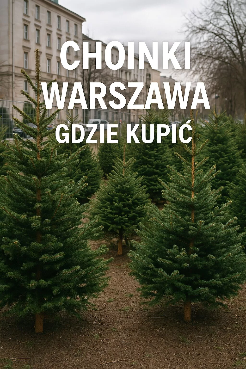 Choinki Warszawa Gdzie Kupić
